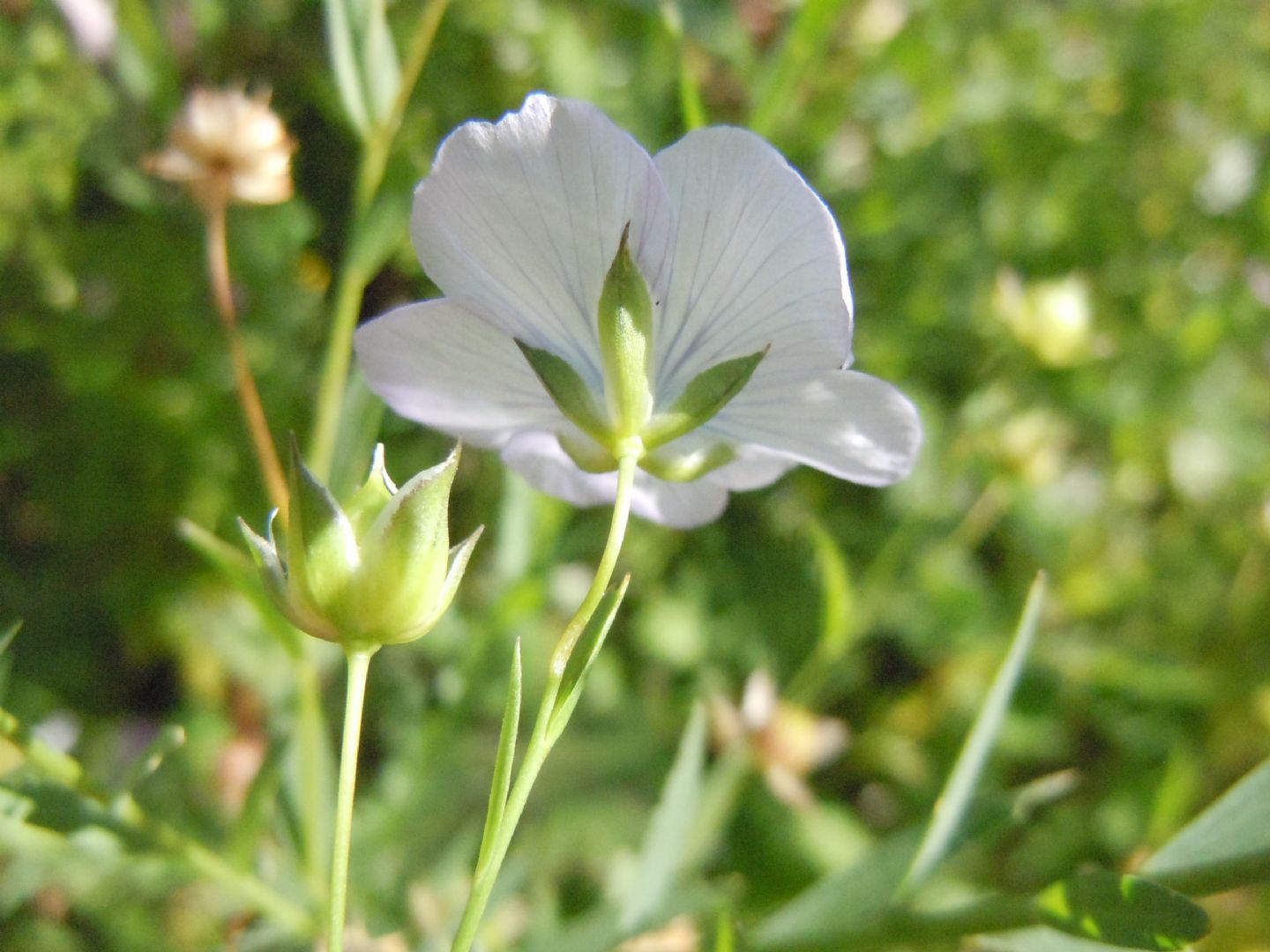 Linum usitatissimum subsp. angustifolium (=L. bienne) / Lino selvatico